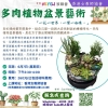多肉植物盆景藝術